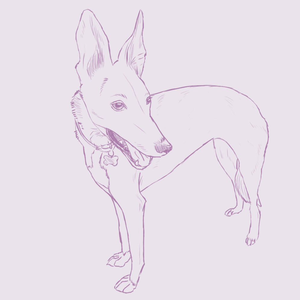 A digital line drawing of a standing sighthound in dark pink on a pastel pink background.